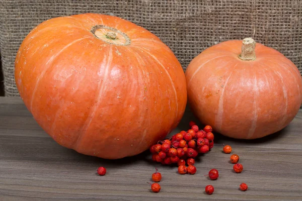 Herbststilleben. zwei orangefarbene Kürbisse und ein Bund Eberesche auf einem Hintergrund aus grobem Leinentuch. — Stockfoto