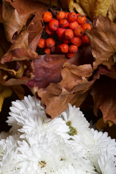 Autumn still life. Wreath of autumn leaves with mountain ash. Nearby is a bouquet of white chrysanthemums.