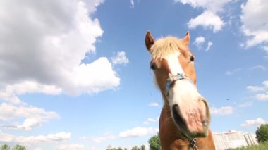 Bir at çayırda otluyor. Yeşil ot yiyorum. Zincire bağlı. Yerden ateş edildi..