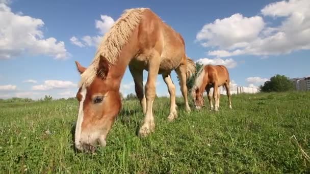 Paarden grazen in het weiland. Dicht bij het stadsgebouw. Geschoten vanaf de grond. — Stockvideo