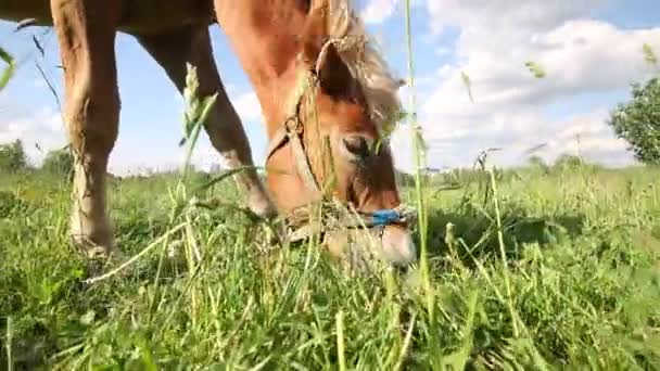 Un cheval attaché broute dans une prairie. Tourné depuis le niveau du sol . — Video