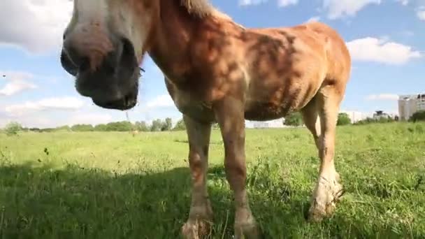 Zwei Pferde grasen auf einer Weide in der Nähe eines städtischen Gebäudes. Unterschiedliche Anzüge. Einer ist mit einer Kette gebunden. Schuss aus Bodennähe. — Stockvideo