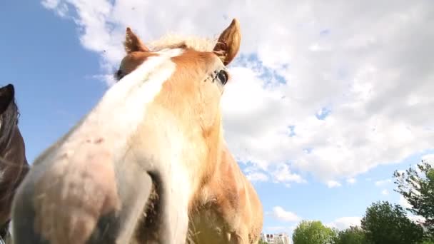 Twee paarden in een weiland in de buurt van een stadsgebouw. Verschillende pakken. Eén is vastgebonden met een ketting.. — Stockvideo