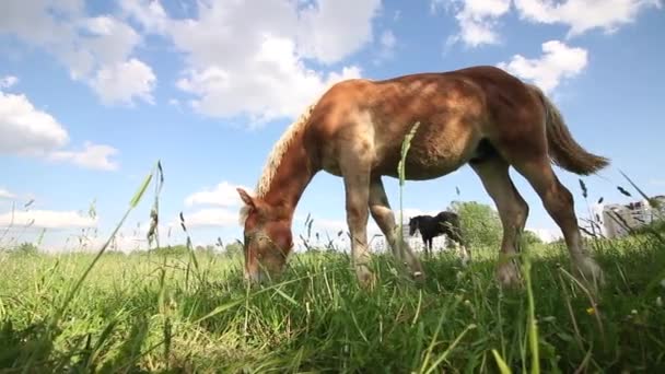 Коні пасуться на лузі біля міської будівлі. Різні костюми. Знімок з рівня землі . — стокове відео