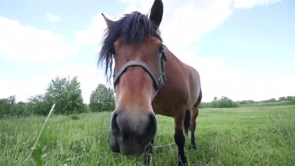 Un cheval broute dans une prairie. Manger de l'herbe verte. Secoue la tête, chassant les mouches . — Video