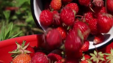 Bir kova hasat edilmiş çilek çimlerin arasında bir tarlada duruyor. Lastik eldivenli bir adam böğürtlen topluyor. Koronavirüs sırasında hasat..