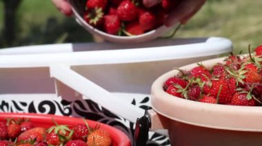 Hasat edilmiş çilekli tanklar çimlerin arasında duruyor. Lastik eldivenli bir adam böğürtlen topluyor. Koronavirüs sırasında hasat..