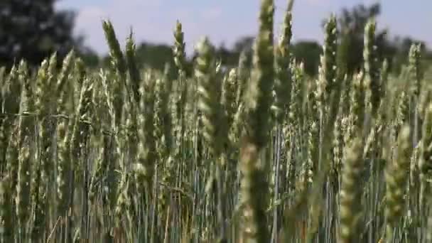 Las espigas de cereales que maduran se balancean en el viento. Terrenos agrícolas . — Vídeos de Stock