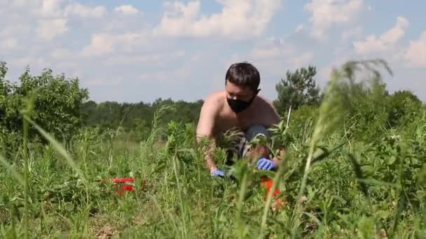 Un homme portant un masque et des gants de caoutchouc cueille des fraises. Les mettre dans un bol de collecte. Les baies rouges sont visibles. Récolte pendant le coronavirus. — Video