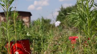 Maskeli ve lastik eldivenli bir adam çömelip çilek topluyor. Görülebilir kırmızı böğürtlen ve kap kacak. Koronavirüs sırasında hasat. Yakın çekim..