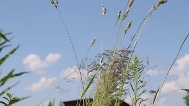 Un uomo in maschera e guanti di gomma siede su un campo con un raccoglitore di bacche. Raccolta durante il coronavirus. — Video Stock