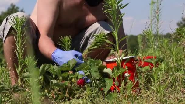 Muž v gumových rukavicích sbírá jahody. Viditelné červené bobule a nádobí sbírat. Sklizeň během koronaviru. — Stock video