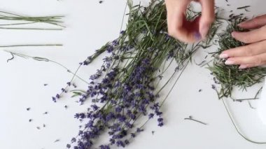 Bir kadın lavanta çiçeklerini sapına göre sıralar. Farklı boyutlarda buketler. Buketler arka arkaya dizilmiş. Yukarıdan yakın çekim..