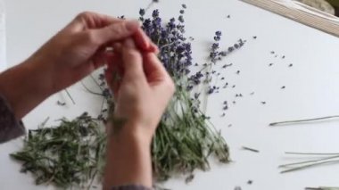 Bir kadın lavanta çiçeklerini sapına göre sıralar. Farklı boyutlarda buketler halinde topluyor..