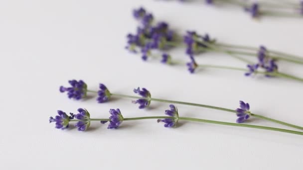 Lavendelblüten sind nach Stammlänge sortiert. Frau legt Blumen zum Sortieren bei. — Stockvideo