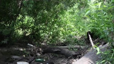 Bir adam devrilmiş bir ağacın gövdesinde yürüyor. Elinde bir kamp sandalyesi taşıyor. Salgın ve kendini soyutlama süresince yürüyüş ve dinlenme. Arkadan yaklaş..