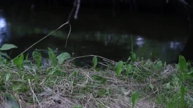 Spor ayakkabılı bir adam nehir kıyısında yürür. Salgın ve kendini soyutlama süresince yürüyüş ve dinlenme. Ayrıntılı plan.