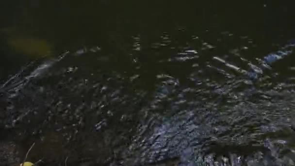 Eaux d'une rivière sale dans un parc municipal. Filmé d'en haut, depuis le rivage — Video