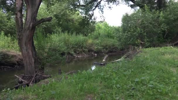 작은 강 둑에 있는 풀과 나무들. — 비디오