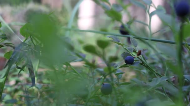 Blaubeersträucher mit Beeren. Sie wachsen im Wald. Nahaufnahme. — Stockvideo