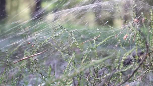 The cobweb flutters in the wind. On the grass in the forest. Shimmers in the rays of the sun. Close-up shot — Stock Video