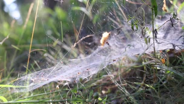 Het spinnenweb fladdert in de wind. Op het gras in het bos. Glimmers in de stralen van de zon. Close-up opname. — Stockvideo