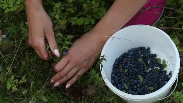 The girl collects blueberries in the forest. Close-up shot of hands and berries. — Stock Video