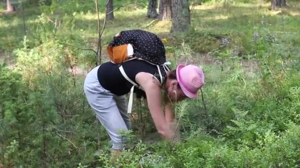 Het meisje verzamelt bosbessen in het bos. Ze boog zich voorover bij de struik, plukte een bes en stopte hem in een emmer. Er zit een rugzak achter.. — Stockvideo
