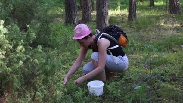 La ragazza raccoglie mirtilli nella foresta. Lo toglie dal cespuglio e lo mette nel secchio. C'è uno zaino dietro. — Video Stock