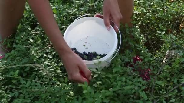 Dziewczyna zbiera jagody w lesie. Wkłada go do wiadra. Zbliżenie rąk i wiadro. Plan operacyjny. — Wideo stockowe