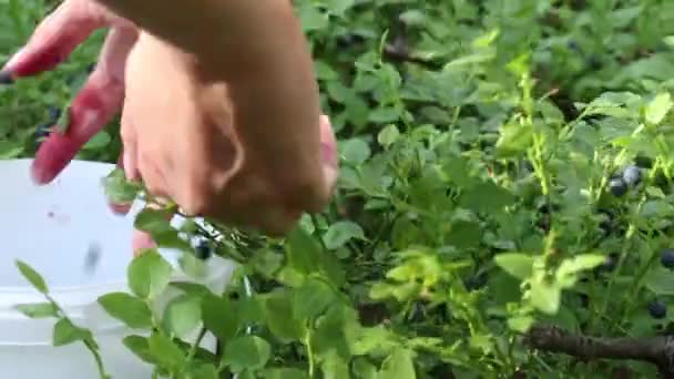 The girl collects blueberries in the forest. Takes it off the bush and puts it in the bucket. Close-up of the hands and the bucket. — Stock Video