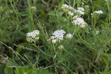 Yaz otlağında kiraz ağacı. Yeşil çimenlerin arasında beyaz kızılötesi ışınlar.