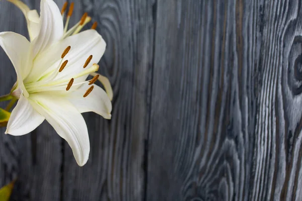 Gigli Fiore Sullo Sfondo Tavole Pino Dipinte Bianco Nero — Foto Stock