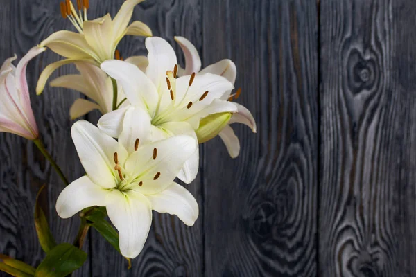 Blühende Lilien Vor Dem Hintergrund Von Schwarz Weiß Bemalten Kiefernbrettern — Stockfoto