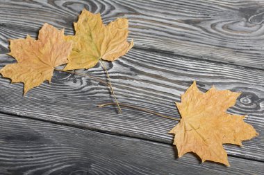 Kurutulmuş akçaağaç yaprakları. Siyah çam ağaçlarında.