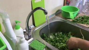 Mutfak lavabosunda bir sürü maydanoz var. Adam sıralıyor, kökleri kesiyor ve bir su deresinin altında yıkıyor..