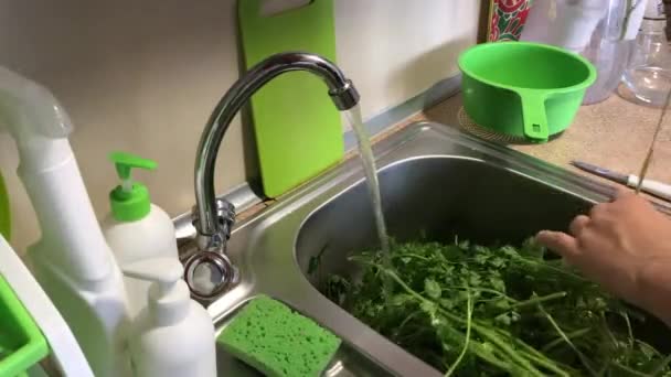 Hay mucho perejil en el fregadero de la cocina. El hombre lo ordena y lo lava bajo una corriente de agua. — Vídeo de stock