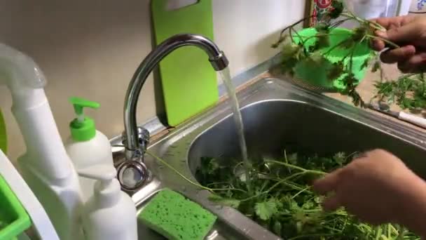 C'e 'un sacco di prezzemolo nel lavandino della cucina. L'uomo lo ordina e lo lava sotto un torrente d'acqua. — Video Stock