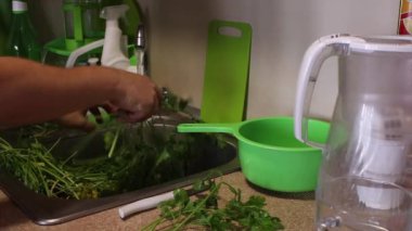 Mutfak lavabosunda bir sürü maydanoz var. Adam temizler ve musluğun altında yıkar. İyi maydanozlar bir kenara.