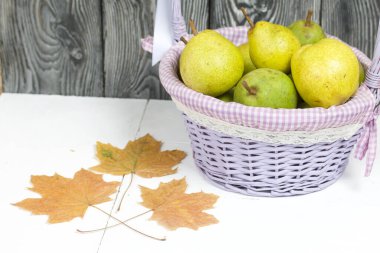 Hasatın olgun armutları hasat sepetinde. Yakınlarda kurumuş akçaağaç yaprakları var..