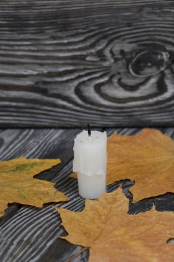 Fırçalanmış çam ağaçlarının üzerinde bir mum koçanı. Her yerde kurumuş akçaağaç yaprakları var..