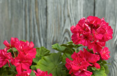 Çiçek açan sardunya. Siyah beyaz renklerle boyanmış çam ağaçlarının arka planında.