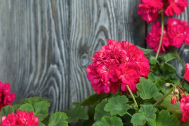 Çiçek açan sardunya. Siyah beyaz renklerle boyanmış çam ağaçlarının arka planında.