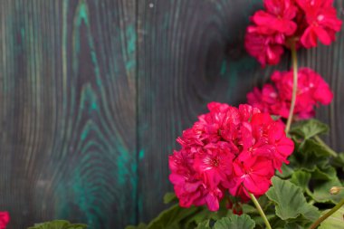 Çiçek açan sardunya. Siyah ve yeşile boyanmış çam ağaçlarının arka planında.