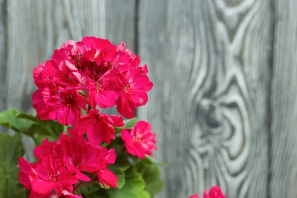 Çiçek açan sardunya. Siyah beyaz renklerle boyanmış çam ağaçlarının arka planında.
