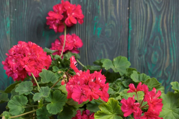 Çiçek açan sardunya. Siyah ve yeşile boyanmış çam ağaçlarının arka planında.