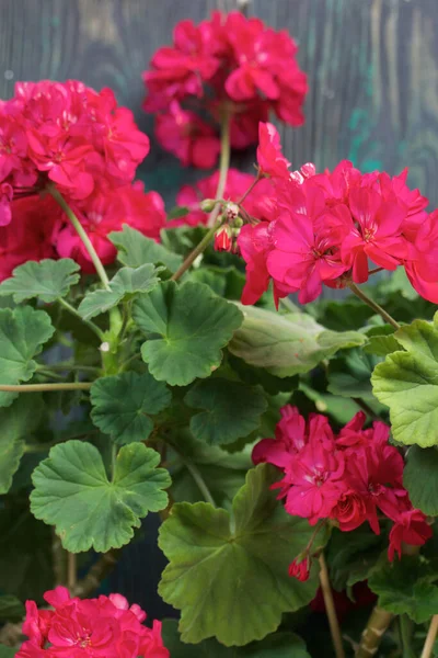 Çiçek açan sardunya. Siyah ve yeşile boyanmış çam ağaçlarının arka planında.