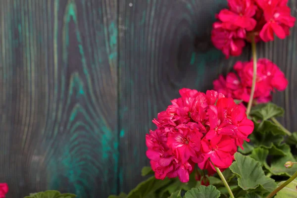 Çiçek açan sardunya. Siyah ve yeşile boyanmış çam ağaçlarının arka planında.