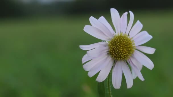 Eine einsame Aster-Blume wiegt sich im Wind. Vor dem Hintergrund einer grünen Wiese. Nahaufnahme, Hintergrund verschwommen. — Stockvideo