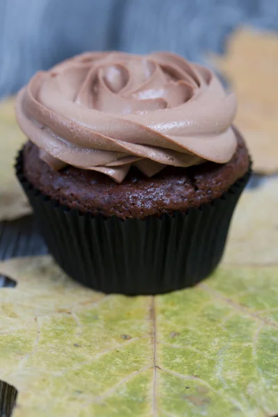 Chocolate Cupcakes Cream Cheese Cream Nearby Dried Maple Leaves Pine — Stock Photo, Image